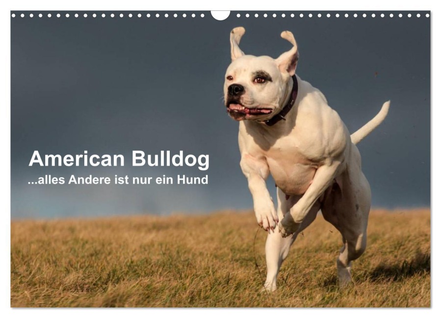 American Bulldog - alles Andere ist nur ein Hund (Wandkalender 2026 DIN A3 quer), CALVENDO Monatskalender - Denise Schmöhl