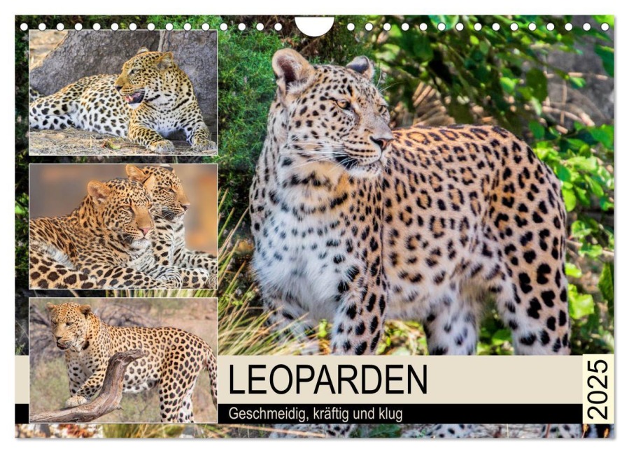 Leoparden. Geschmeidig, kräftig und klug (Wandkalender 2025 DIN A4 quer), CALVENDO Monatskalender - Rose Hurley
