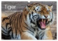 Tiger. Gestreift, wild u. schön (Wandkalender 2024 DIN A3 quer), CALVENDO Monatskalender - Elisabeth Stanzer