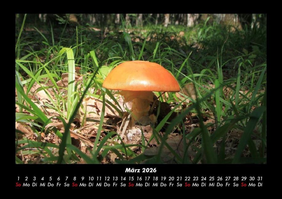 InsideView 7