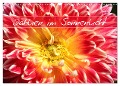 Dahlien im Sonnenlicht (Wandkalender 2024 DIN A3 quer), CALVENDO Monatskalender - Gisela Kruse