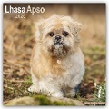 Lhasa Apso - Lhasaterrier 2025 - 16-Monatskalender - Avonside Publishing Ltd.