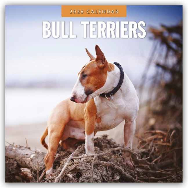 Bull Terriers - Bullterrier 2026 - 16-Monatskalender - Robin Red