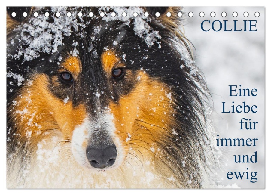 Collies - Eine Liebe für immer und ewig (Tischkalender 2025 DIN A5 quer), CALVENDO Monatskalender - Sigrid Starick