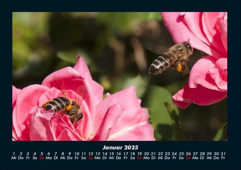 InsideView 5