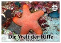 Die Welt der Riffe. Seesterne, Korallen, Anemonen (Wandkalender 2024 DIN A3 quer), CALVENDO Monatskalender - Elisabeth Stanzer