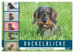 Cover-Bild zum Titel 'Dackelblicke - ein bezaubernder Rauhaardackel (Wandkalender 2027 DIN A3 quer), CALVENDO Monatskalender' von 'Susann Kuhr'