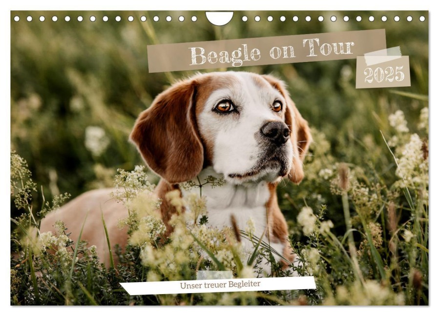 Beagle - Unser treuer Begleiter (Wandkalender 2025 DIN A4 quer), CALVENDO Monatskalender - Lea-Isabelle Lea-Isabelle