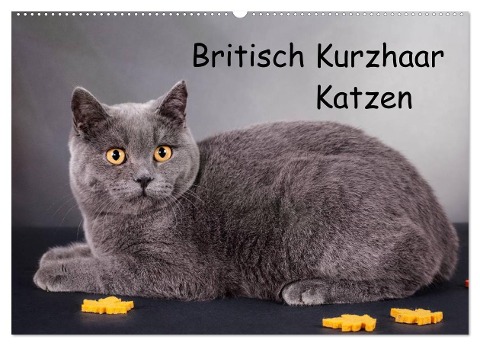 Britisch Kurzhaar Katzen (Wandkalender 2024 DIN A2 quer), CALVENDO Monatskalender - Gabriela Wejat-Zaretzke