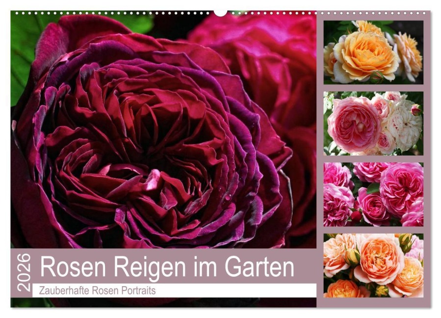 Rosen Reigen im Garten (Wandkalender 2026 DIN A2 quer), CALVENDO Monatskalender - Martina Cross