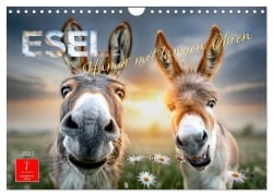 Cover-Bild zum Titel 'Esel - Humor mit langen Ohren (Wandkalender 2027 DIN A4 quer), CALVENDO Monatskalender' von 'Meike und Peter Roder'