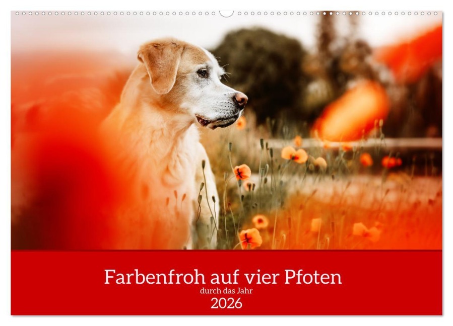 Farbenfroh auf vier Pfoten durch das neue Jahr (Wandkalender 2026 DIN A2 quer), CALVENDO Monatskalender - Sensiebelfotografie Saskia Katharina Siebel