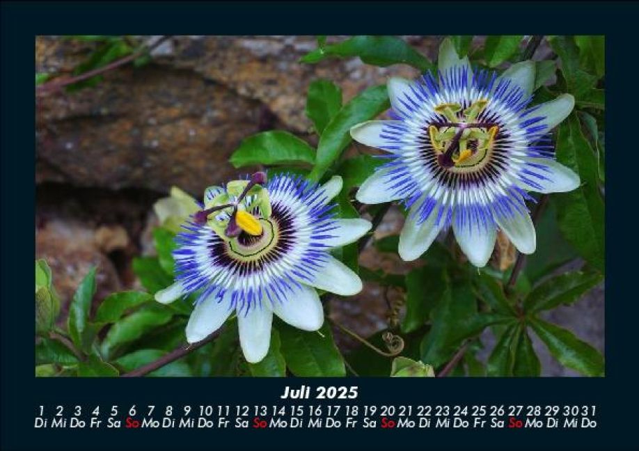 InsideView 11