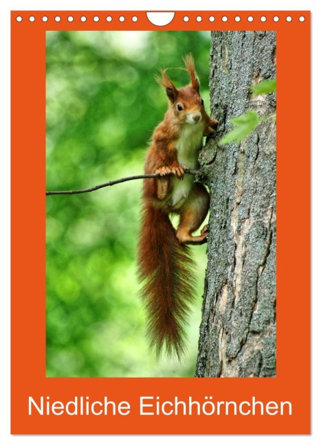 Niedliche Eichhörnchen (Wandkalender 2026 DIN A4 hoch), CALVENDO Monatskalender - Kattobello Kattobello