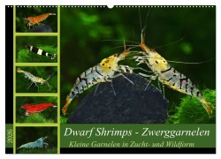 Cover-Bild zum Titel 'Dwarf Shrimps - Zwerggarnelen (Wandkalender 2026 DIN A2 quer), CALVENDO Monatskalender' von 'Rudolf Pohlmann'