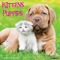 Kittens & Puppies 2024 12 X 12 Wall Calendar - Willow Creek Press