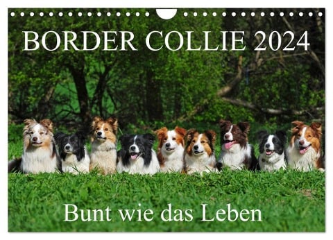 Border Collie 2024 (Wandkalender 2024 DIN A4 quer), CALVENDO Monatskalender - Sigrid Starick