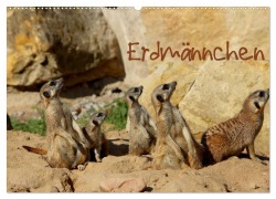 Erdmännchen (Wandkalender 2026 DIN A2 quer), CALVENDO Monatskalender - Heike Hultsch