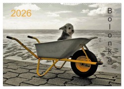 Cover-Bild zum Titel 'Bolonka 2026 (Wandkalender 2026 DIN A2 quer), CALVENDO Monatskalender' von 'C. Winnen'