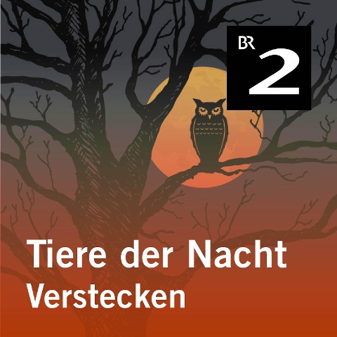 Tiere der Nacht: Verstecken - Silke Wolfrum