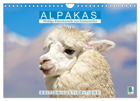 Alpakas: Wollige Kleinkamele aus Südamerika - Edition lustige Tiere (Wandkalender 2025 DIN A4 quer), CALVENDO Monatskalender - Calvendo Calvendo