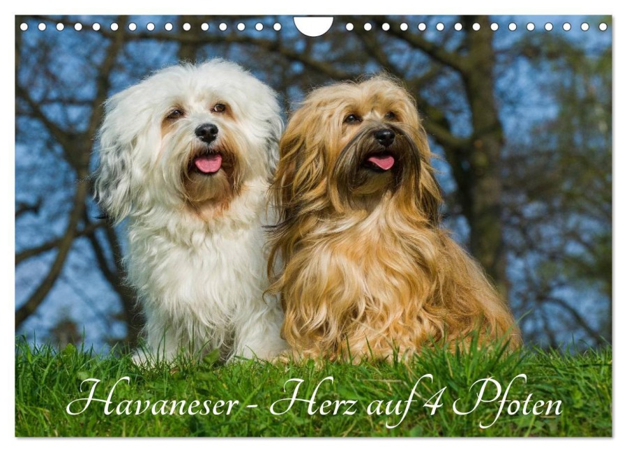 Havaneser - Herz auf 4 Pfoten (Wandkalender 2026 DIN A4 quer), CALVENDO Monatskalender - Sigrid Starick