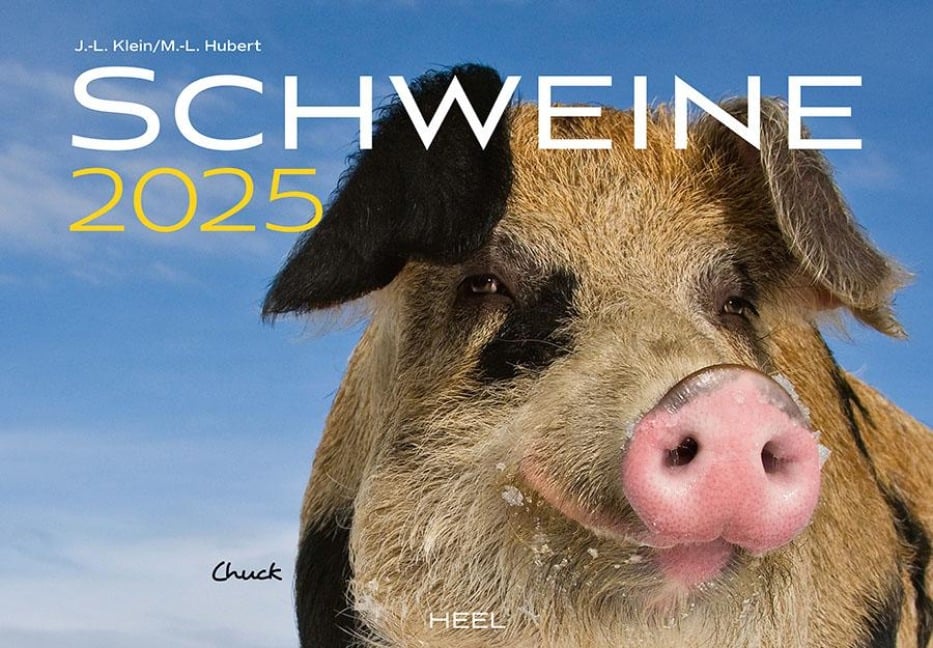 Schweine Kalender 2025 - J. -L. Klein, M. -L. Hubert