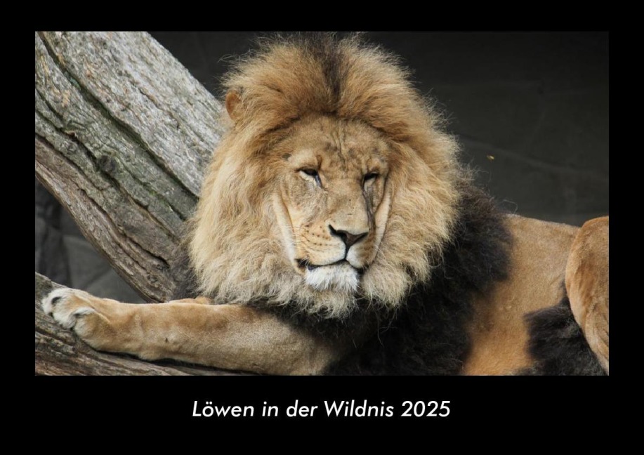 Löwen in der Wildnis 2025 Fotokalender DIN A3 - Tobias Becker