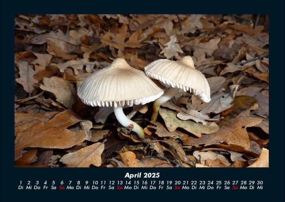 InsideView 8