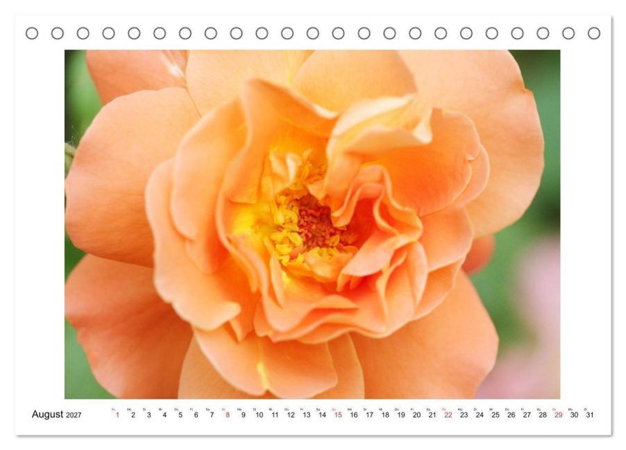 InsideView 13