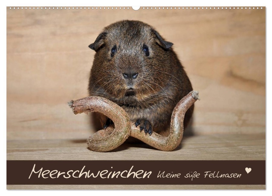 Meerschweinchen - Kleine süße Fellnasen (Wandkalender 2026 DIN A2 quer), CALVENDO Monatskalender - Petra Fischer