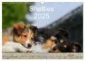 Shelties 2025 (Wandkalender 2025 DIN A3 quer), CALVENDO Monatskalender - Marion Reiß - Seibert