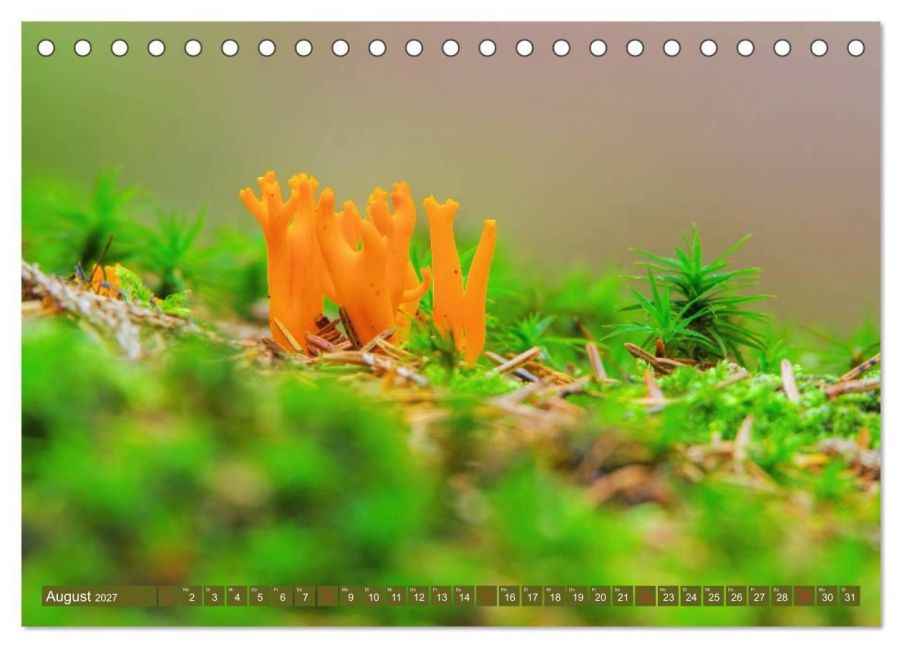 InsideView 13
