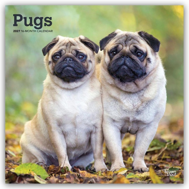 Pugs - Mops 2027 - 16-Monatskalender - Browntrout Publishers