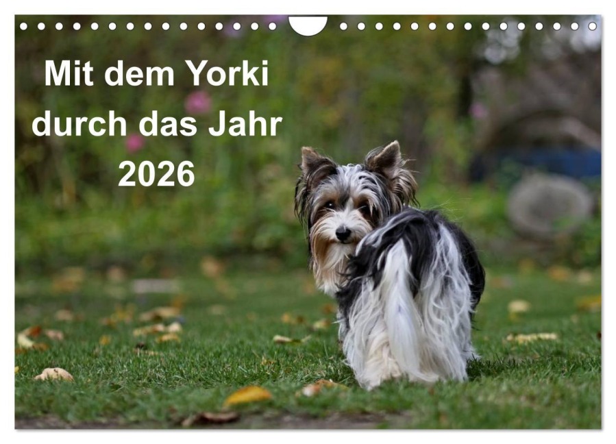 Mit dem Yorki durch das Jahr 2026 (Wandkalender 2026 DIN A4 quer), CALVENDO Monatskalender - Friedhelm Bauer