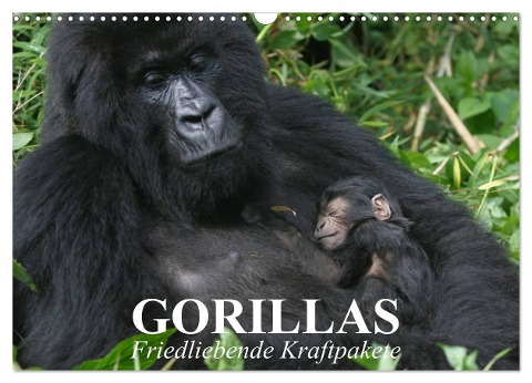 Gorillas. Friedliebende Kraftpakete (Wandkalender 2024 DIN A3 quer), CALVENDO Monatskalender - Elisabeth Stanzer