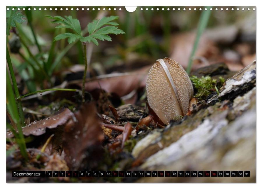 InsideView 4