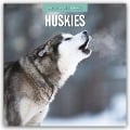 Huskies - Husky - Huskys 2025 - 16-Monatskalender - 