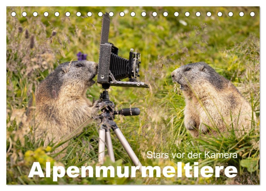 Alpenmurmeltiere - Stars vor der Kamera (Tischkalender 2026 DIN A5 quer), CALVENDO Monatskalender - Johann Schoerkhuber