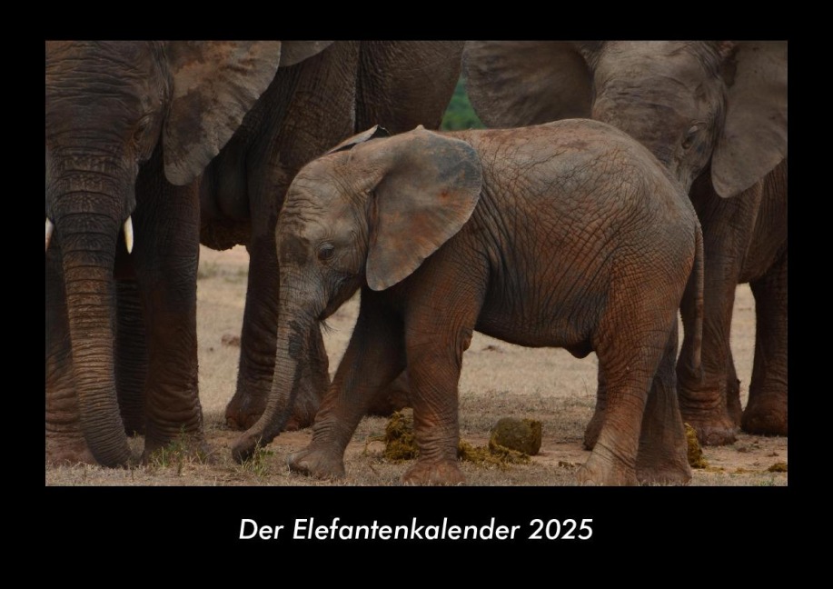 Der Elefantenkalender 2025 Fotokalender DIN A3 - Tobias Becker