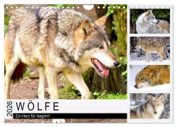 Wölfe. Ein Herz für Isegrim! (Wandkalender 2026 DIN A4 quer), CALVENDO Monatskalender - Rose Hurley