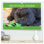 Cover-Bild zum Titel 'Neufundländer - Alle fangen mal klein an (hochwertiger Premium Wandkalender 2026 DIN A2 quer), Kunstdruck in Hochglanz' von 'Sigrid Starick'