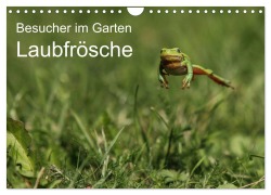 Cover-Bild zum Titel 'Besucher im Garten - Laubfrösche (Wandkalender 2026 DIN A4 quer), CALVENDO Monatskalender' von 'N. Wilhelm'