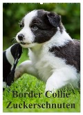 Border Collie Zuckerschnuten (Wandkalender 2024 DIN A2 hoch), CALVENDO Monatskalender - Andrea Mayer