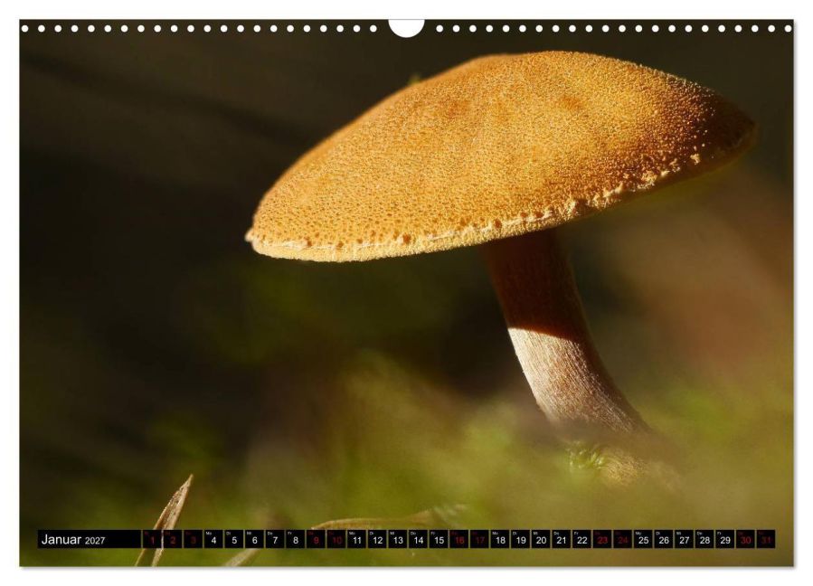 InsideView 6