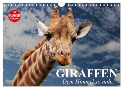 Cover-Bild zum Titel 'Giraffen. Dem Himmel so nah (Wandkalender 2026 DIN A4 quer), CALVENDO Monatskalender' von 'Elisabeth Stanzer'