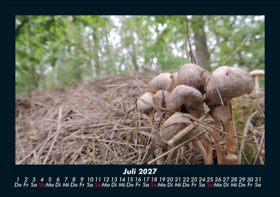 InsideView 11