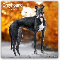 Greyhound - Großer Englischer Windhund 2025 - 16-Monatskalender - Avonside Publishing Ltd