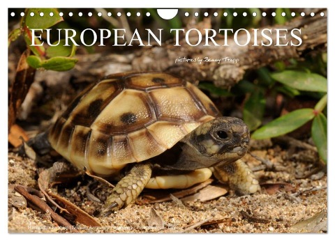 European Tortoises / UK-Version (Wall Calendar 2024 DIN A4 landscape), CALVENDO 12 Month Wall Calendar - Benny Trapp