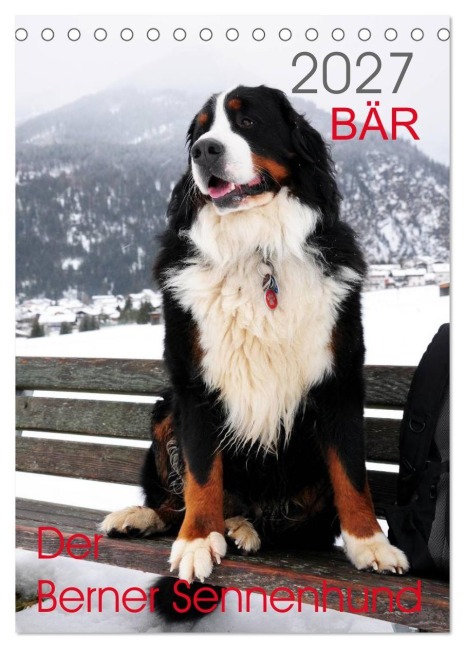 BÄR - Der Berner Sennenhund (Tischkalender 2027 DIN A5 hoch), CALVENDO Monatskalender - Sonja Brenner